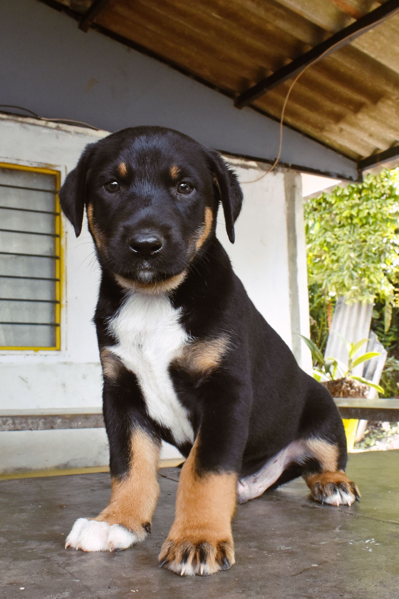 Rottweiler